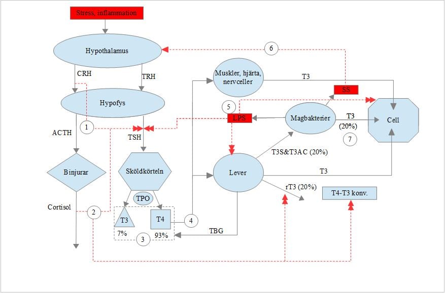 Thyroid-hormone-map-swe.jpg