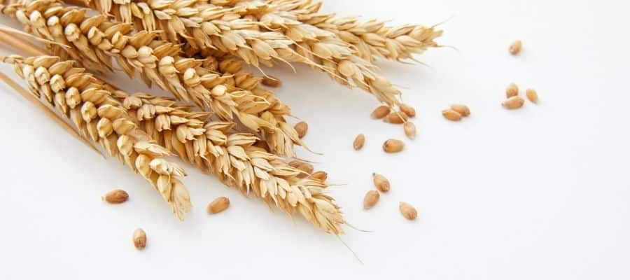 Om glutenintolerans