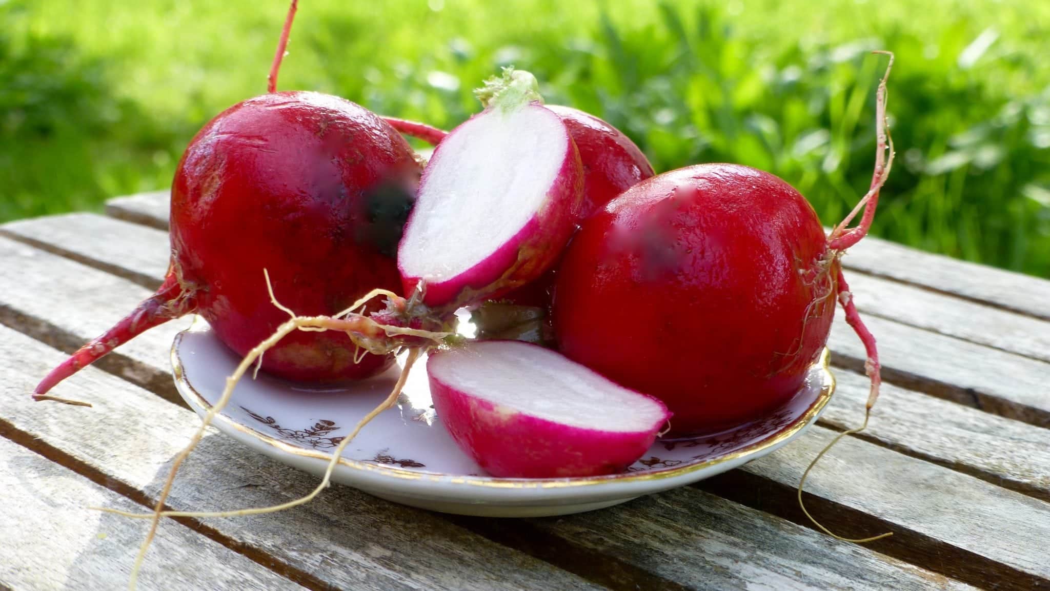 Rädisor – nyttiga och i säsong