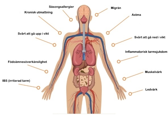 immunförsvaret attackerar kroppen illustration