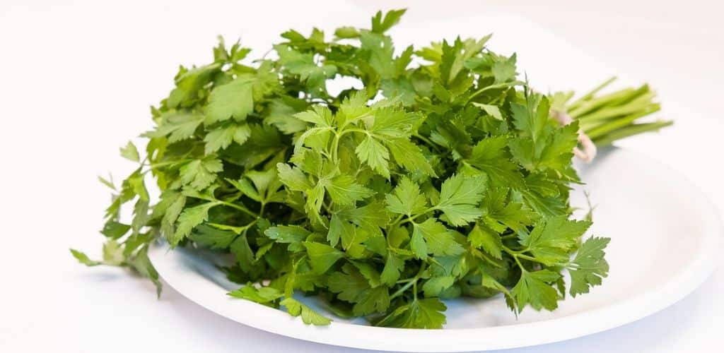 Persilja  – vår nyttiga kökskrydda
