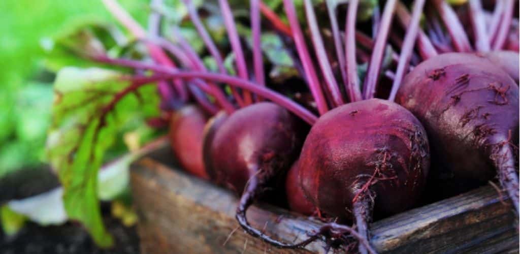 Rödbeta – en av våra nyttigaste rotfrukter