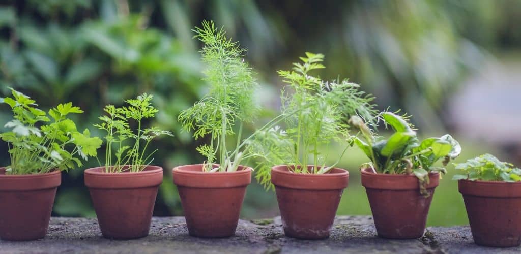 Lista på okej kryddor vid AIP