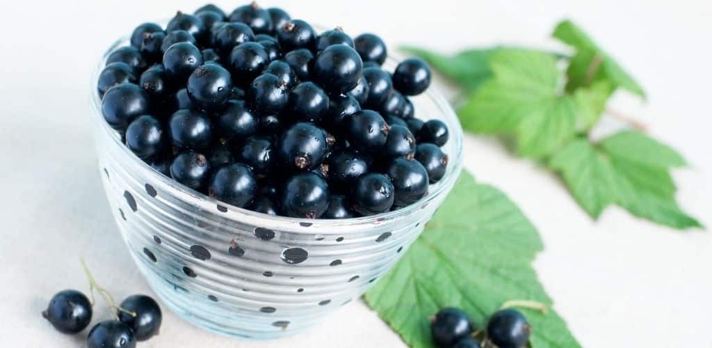 Svarta vinbär – vårt svenska superbär