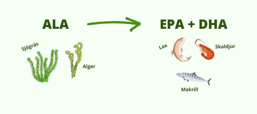 omega-3-fettsyror ala, epa + dha
