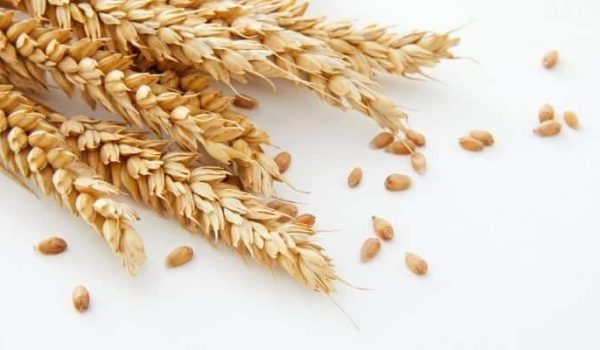 glutenintolerans